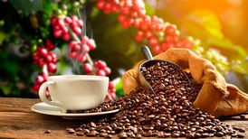 La denominación de origen del café pluma de Oaxaca estará protegida: IMPI