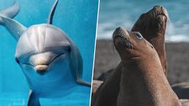Encuentran lobos marinos y delfines muertos en Sonora: ¿Cuáles fueron las causas?