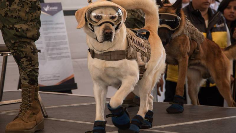 Frida the dog in rescue suit