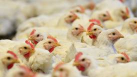 Por gripe aviar, sacrifican más de 3 millones de gallinas en Ohio