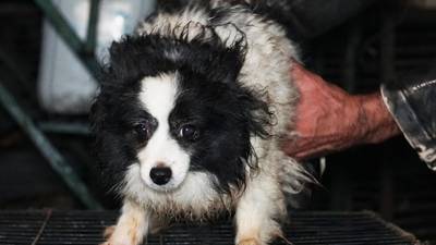 Rescate perruno: Resguardan a 31 perritos de un criadero clandestino en Ecatepec