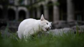 AMLO recibe felicitación de PETA por proteger y alimentar a los gatos de Palacio Nacional
