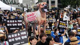 ¡Con los ‘lomitos’ no! Corea del Sur aprueba ley histórica que prohíbe la venta de carne de perro