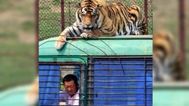 China permitirá la venta de productos de tigre y rinoceronte