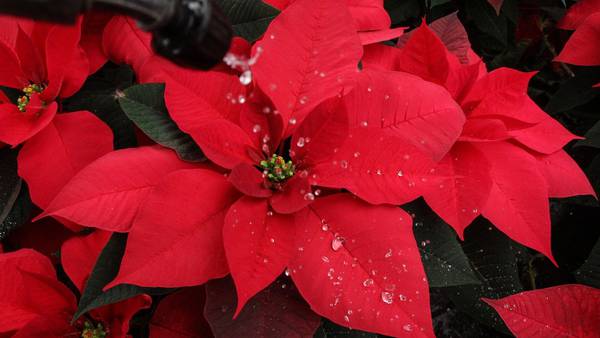 La Navidad se 'destiñe' en México: producción de flores de Nochebuena cae 16% por COVID-19
