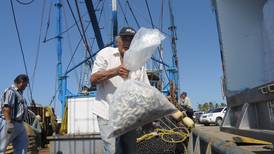EU suspende certificación de camarón mexicano por malas prácticas de captura
