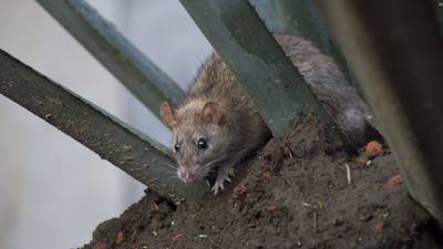 Ratas en Nueva York: Kathleen Corradi será la encargada de acabar con esta plaga