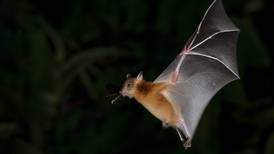 ¡Qué? El nuevo coronavirus lleva décadas circulando en los murciélagos: investigadores