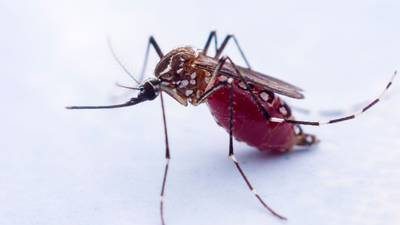 Lucha contra el dengue: Rusia y Nicaragua trabajan en una vacuna 
