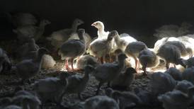 Gripe aviar pone en alerta a granjas avícolas en Coahuila; más de mil trabajadores bajo vigilancia