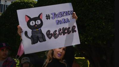 Justicia para Becker: Guanajuato dicta primera sentencia por maltrato animal contra un gato
