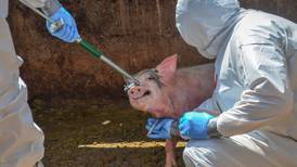 Gobierno refuerza medidas contra peste porcina en frontera sur