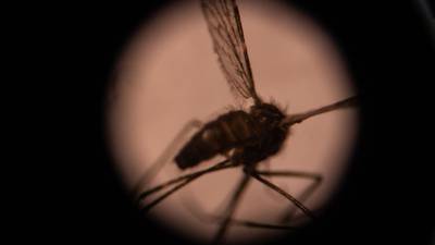 Texas y Florida reportan seis casos de malaria: ¿qué es esta enfermedad?