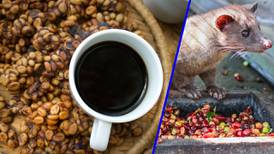 Café de civeta: Esto cuesta el café más caro del mundo, directo de las heces de un animal