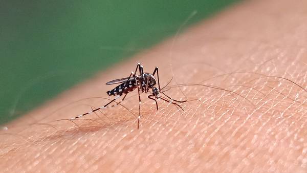 OPS advierte: ‘Se espera la peor temporada de dengue en la historia de América Latina’