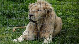 Tigres, leones y hasta un jaguar... Animales exóticos rescatados en Tabasco serán resguardados en La Venta    