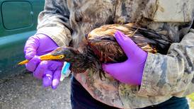 Otras víctimas de Ida: se encuentran aves cubiertas en petróleo en EU