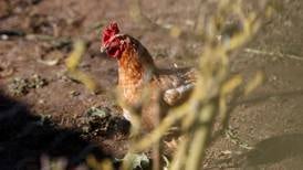 Gripe aviar en México: Senasica impone cuarentenas a granjas en Sonora y Nuevo León