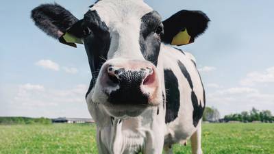 Dietas sostenibles nos dan vacas muuuy felices: Georgina Gutiérrez, ganadera lechera