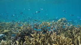 ‘Bajo del mar, bajo del mar’: Hallan 30 nuevas especies en las profundidades del océano