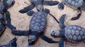 Protegen arribo de tortugas marinas a Cozumel; estiman que hay 500 nidos en la isla 