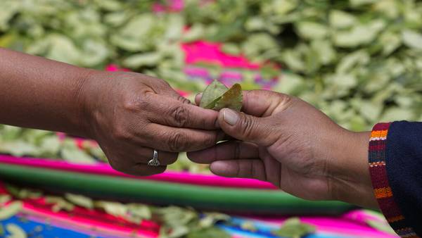Bolivia fabrica pasta de dientes… ¿con hojas de coca?
