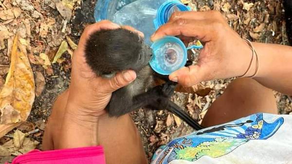 Monos saraguatos aparecen muertos en Tabasco y Chiapas; se desconoce causa de los decesos