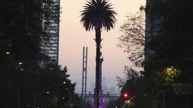Retiro de La Palma en Reforma: ¿Qué árboles pueden ocupar su lugar?