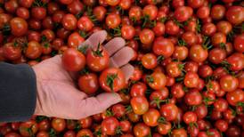 EU reanudará investigación antidumping contra tomates mexicanos