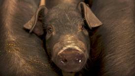 La peste porcina en China dispara el precio global del cerdo
