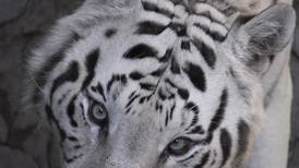 Hallan y matan tigre blanco en Querétaro; podría ser el que buscaban en Guanajuato
