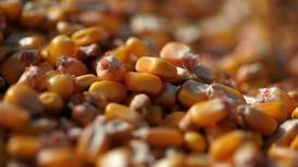 Prohibición del maíz transgénico borraría 42% del PIB agro: CNA  