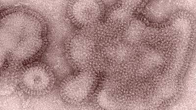Esto sabemos de la ‘mortal’ cepa H3N2 de la influenza