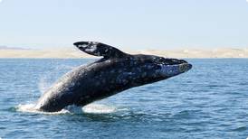 ‘Laminazo’ en altamar: Bote turístico golpea a tiburón ballena en Baja California Sur
