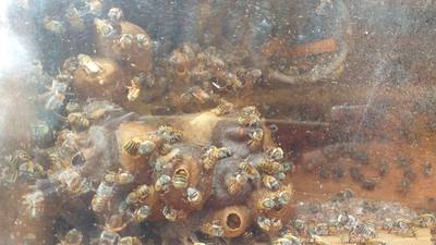 Meliponas, las abejas mayas