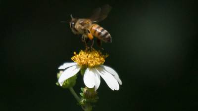 La abeja maya está en peligro de extinción y esto es lo que podría pasar si mueren