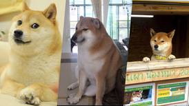 Cheems, Ken-Kun y Doge: La valiosa raza de perros Shiba Inu que conquistaron corazones y memes