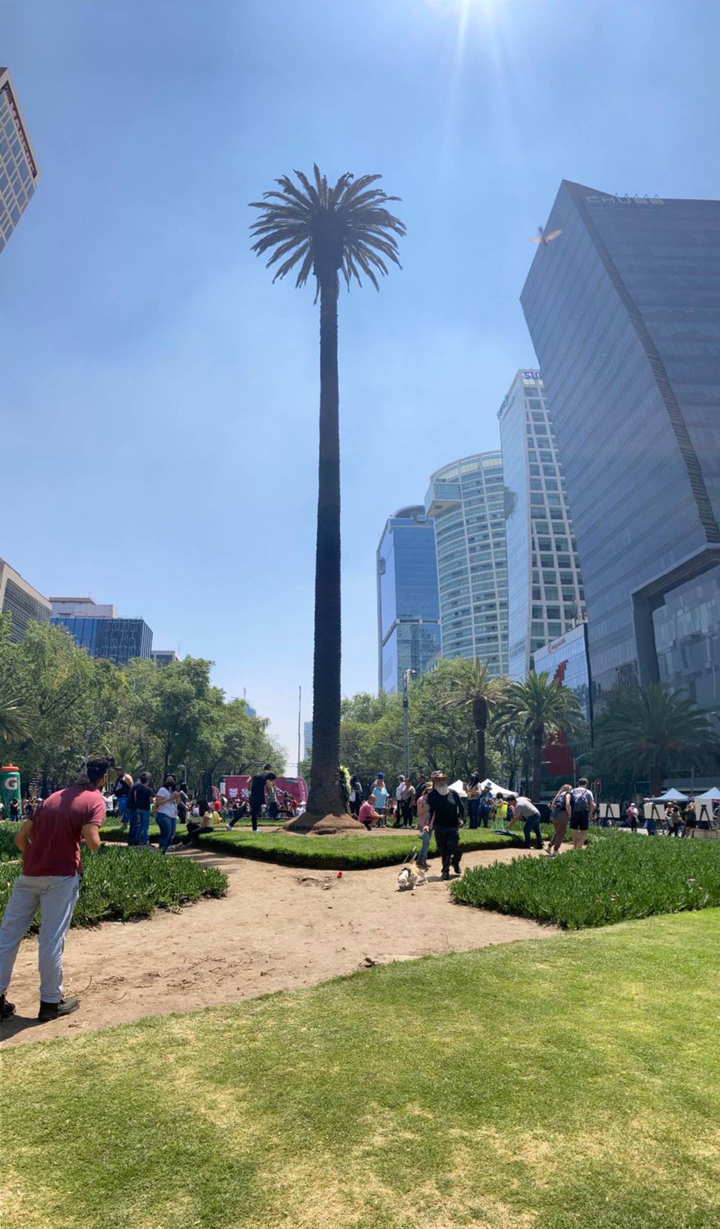 'Goodbye, blessed palm tree': Between thanks and prayers they say goodbye to La Palma de Reforma