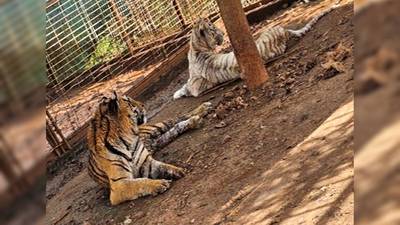 FGR recupera tigres y jaguares en una finca de Jamay, Jalisco