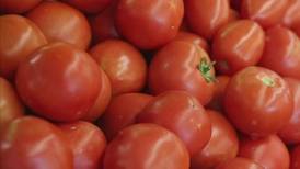 Afectará a Altamira arancel al tomate