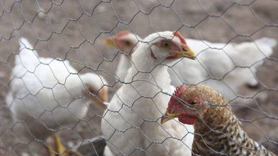 Gripe aviar en Aguascalientes: Detectan el virus AH5N1 en tres granjas