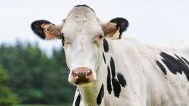 Ganaderos tienen la clave para combatir el calentamiento global: un cóctel hipster para sus vacas