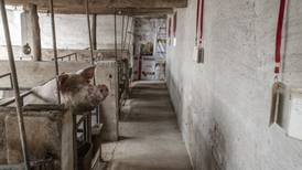 China no logra frenar brotes de enfermedades porcinas pese a optimismo del gobierno 
