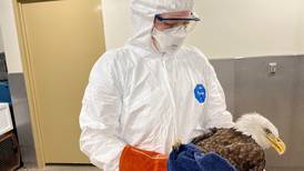 Gripe aviar genera teorías conspirativas: ‘Las torres de la red 5G son responsables del virus’