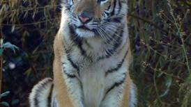 Fallece en Zoológico de Chapultepec ‘Okoye’, tigresa rescatada del tráfico ilegal 