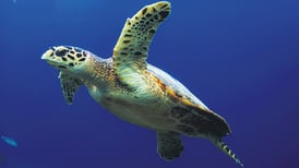 La tecnología, al rescate de las tortugas marinas en Oaxaca