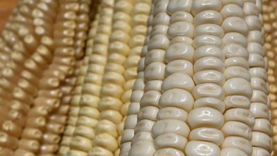 Agricultura sustentable para optimizar la producción de maíz