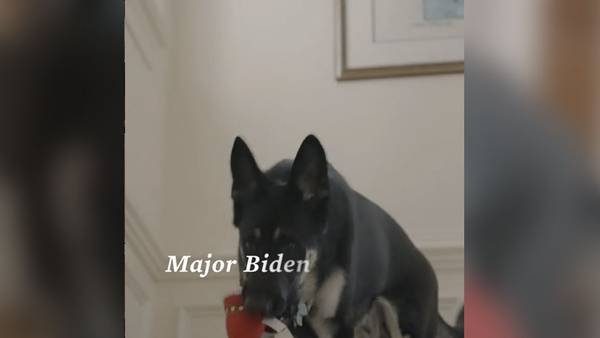 Major Biden, el primer perrito adoptado en vivir en la Casa Blanca