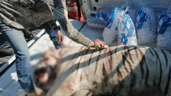 Profepa investiga ejecución de un tigre blanco en Huimilpan, Querétaro