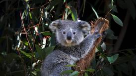 Koala es declarado especie en peligro de extinción por Australia; podrían quedar menos de 60 mil